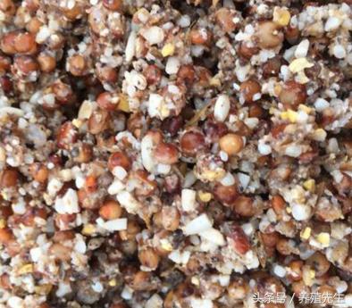 酒糟喂羊绝招视频,刚出炉的啤酒酒糟可以直接喂羊吗