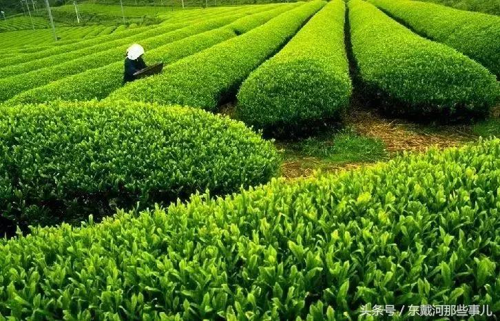 清明小长假旅游推荐,清明假期适合1-2天短途旅游