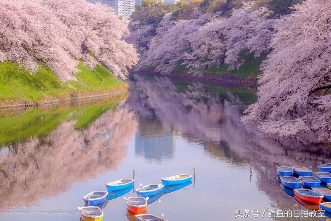 2018樱花,日本樱花节一览表