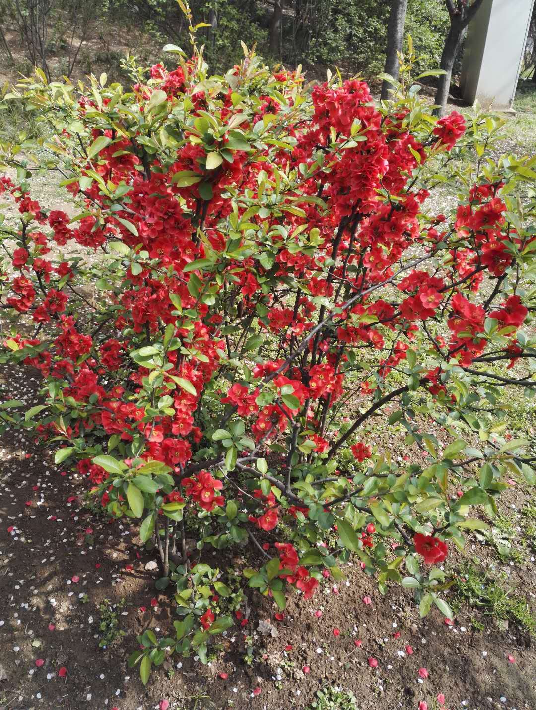 东风吹上海棠梢——海棠四品，西安已开三品