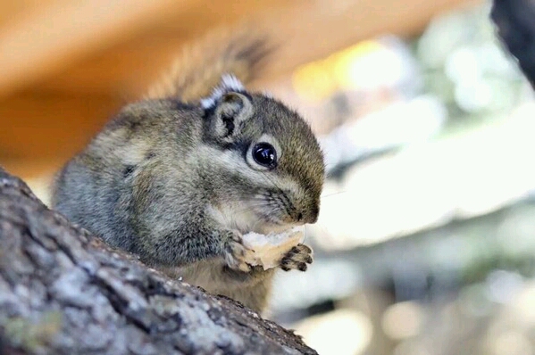 海珠湖国家湿地公园门票,海珠湖国家湿地公园西门