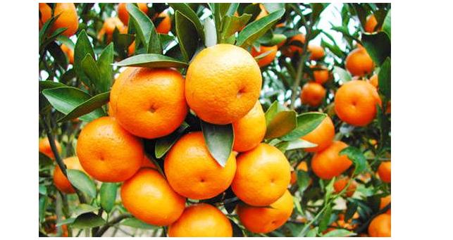 家里种了橘子不好卖怎么办,柑橘不想要它开花怎么办