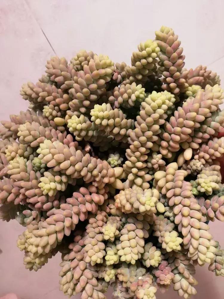 为了多肉改造阳台,疯狂的她