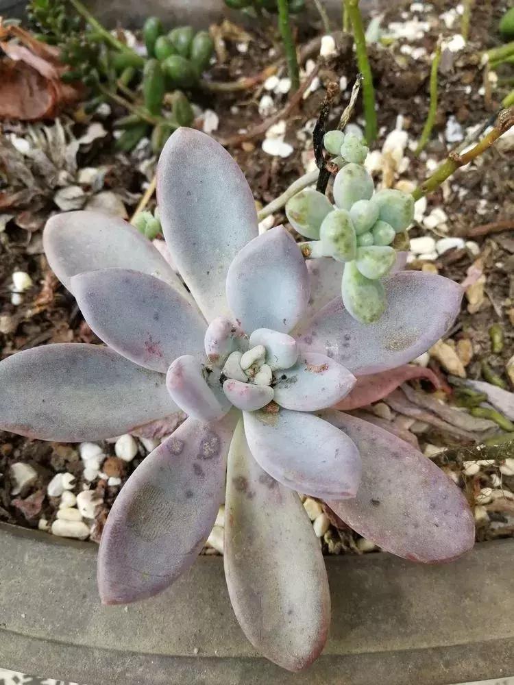 为了多肉改造阳台,疯狂的她