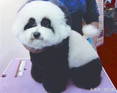 狗狗发型贵宾,泰迪狗贵宾犬发型