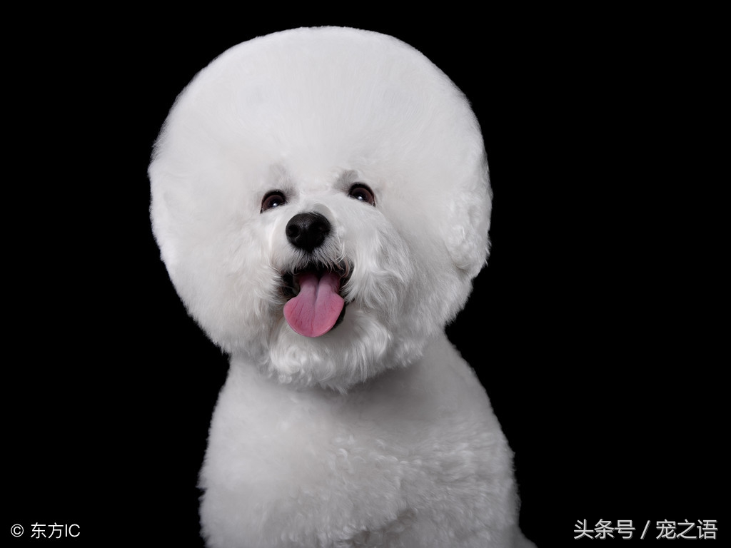 狗狗发型贵宾,泰迪狗贵宾犬发型