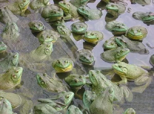 开店重庆美蛙鱼头第一名,美蛙鱼头餐厅营销方案