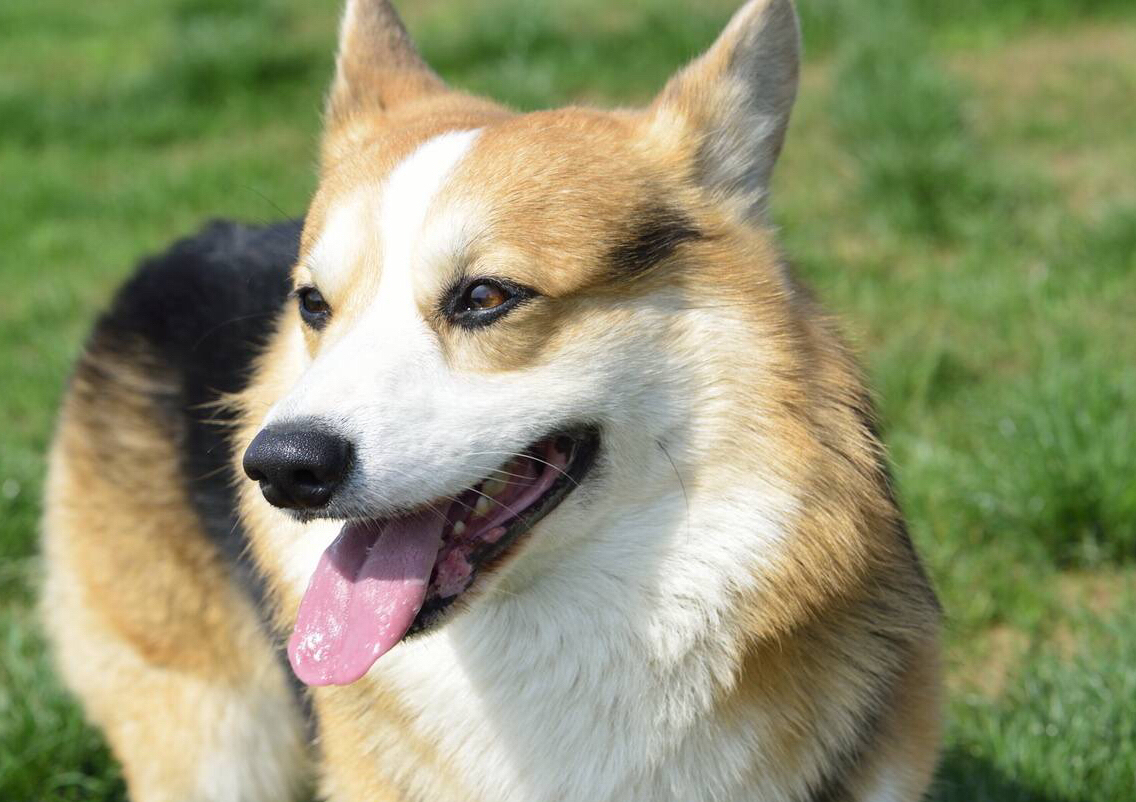 自制狗狗磨牙棒不用鸡胸肉,自制狗狗磨牙棒为什么不硬