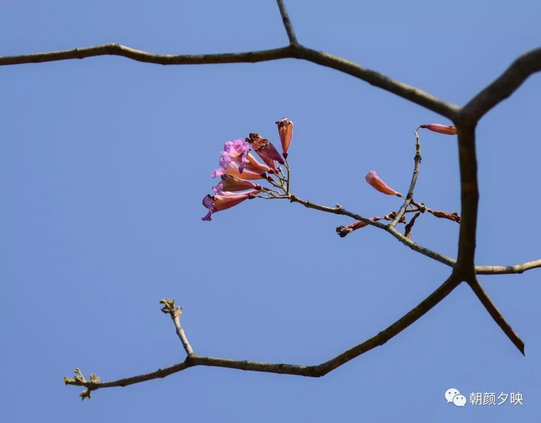 中山纪念中学100周年校庆,中山纪念中学80周年校庆