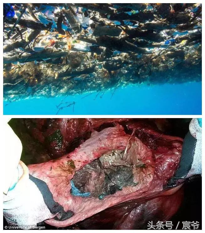 阿迪达斯海洋垃圾鞋,阿迪达斯海洋垃圾鞋叫什么