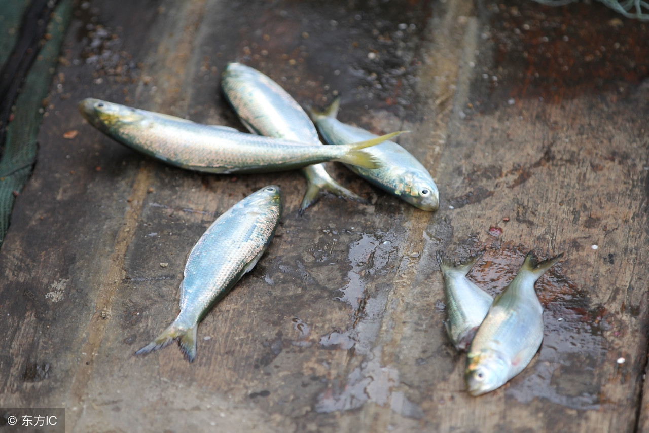 鲫鱼避免小杂鱼闹窝调漂最佳方法,野钓罗非小杂鱼闹窝太严重怎么办