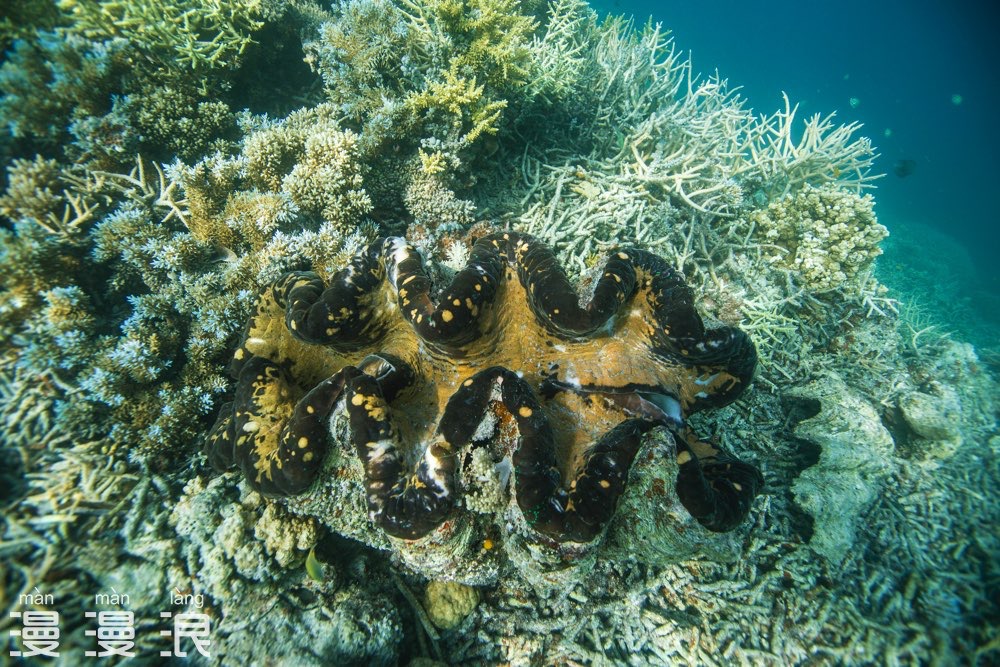 帕劳超详细自由行攻略,帕劳攻略详细讲解