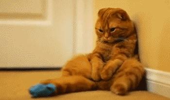 公猫的第一次很重要吗？关于猫羞羞之事