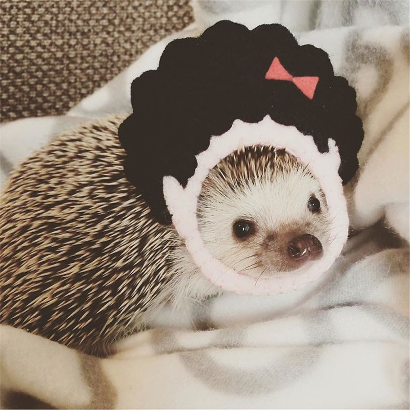 猫狗看我都害怕戾气太重怎么办,猫狗看到老虎会怎样