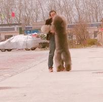 80斤巨型泰迪要抱抱,巨型泰迪犬主人求抱抱
