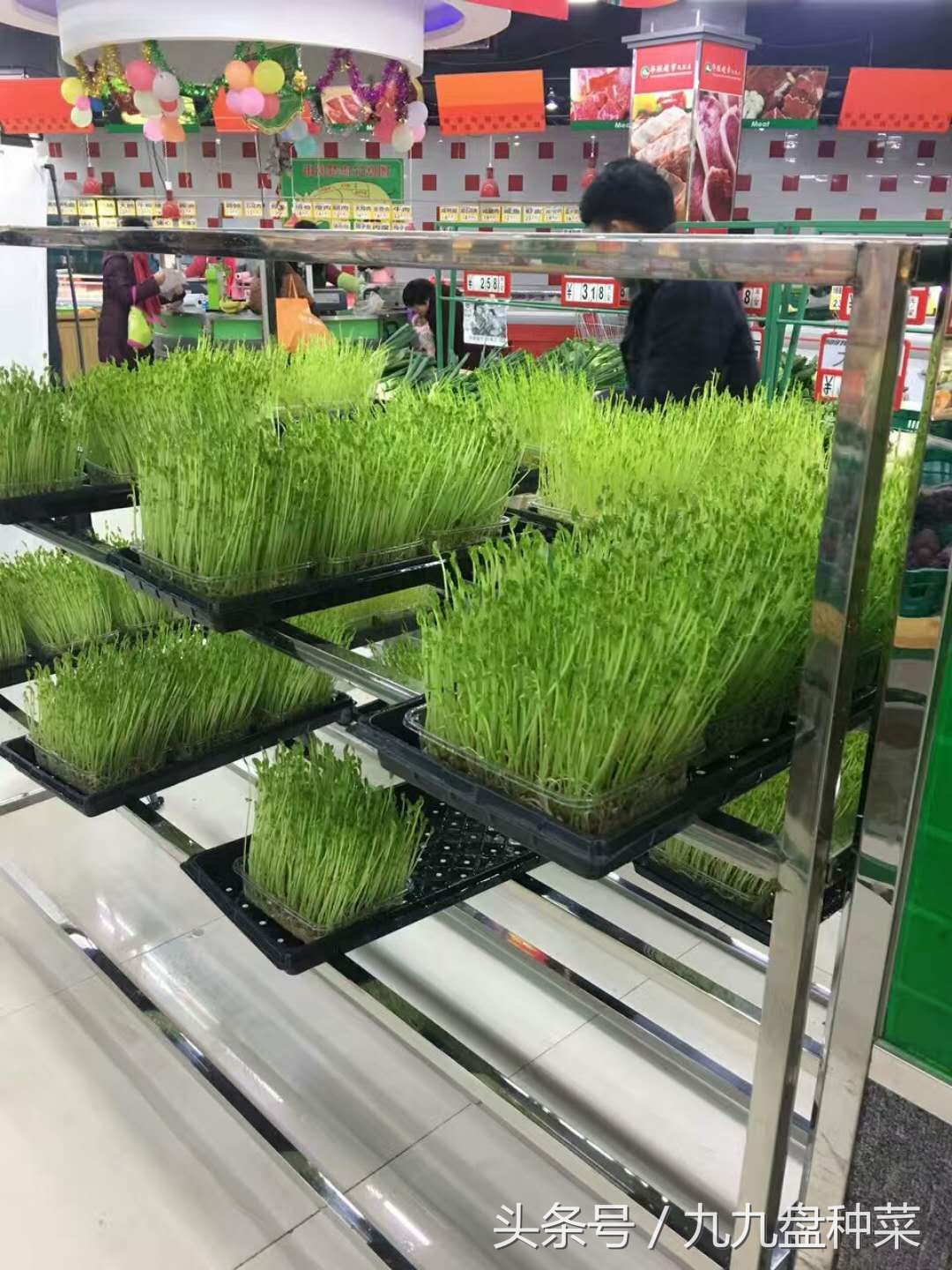 怎么入行芽苗菜行业,现在做芽苗菜行业可以吗