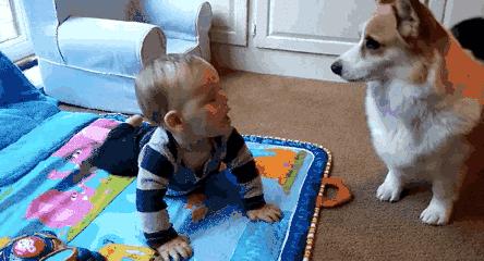 怎么养好柯基呀视频教程,怎么养柯基犬才比较好