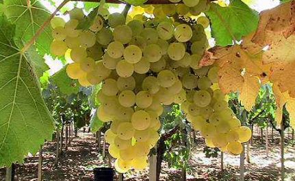 世界上最不可思议的风景,世界上最不可思议的水果