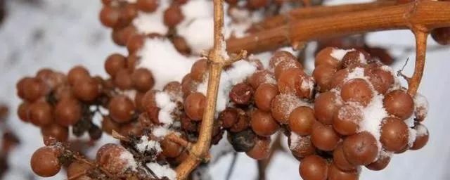 世界上最不可思议的风景,世界上最不可思议的水果