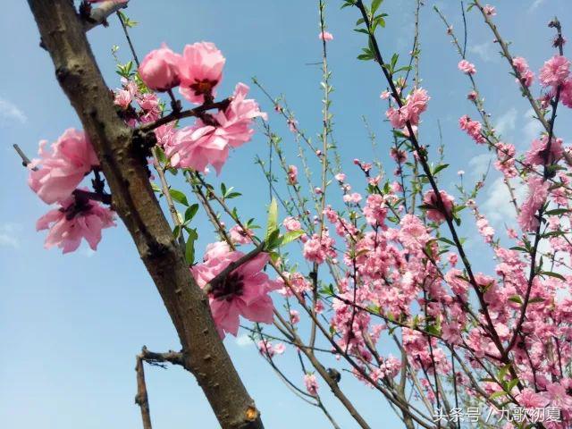 雅安桃花岛桃花开了没有,雅安桃花岛景区