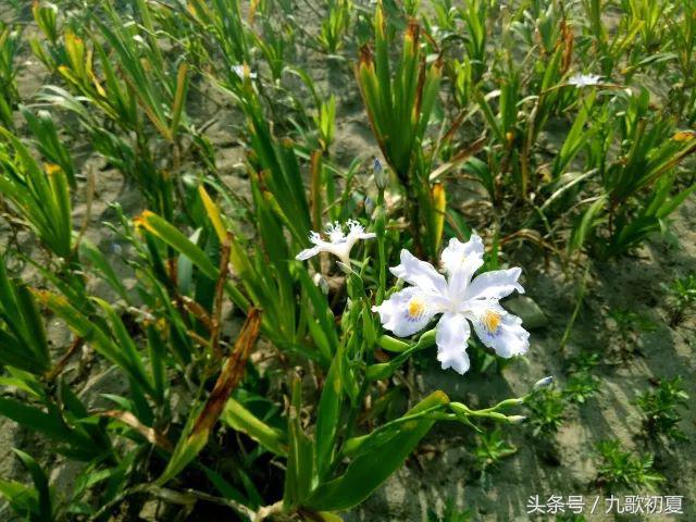 雅安桃花岛桃花开了没有,雅安桃花岛景区