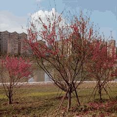 雅安桃花岛桃花开了没有,雅安桃花岛景区