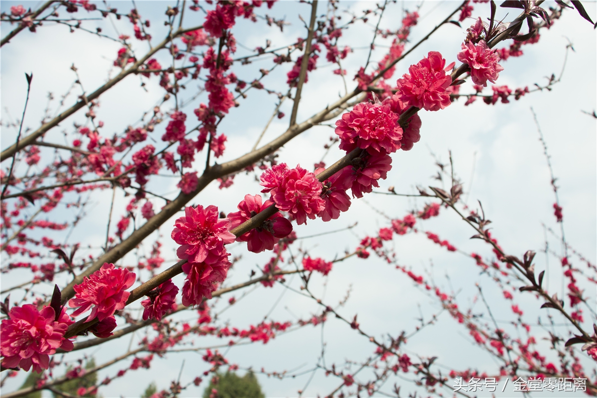 金堂玉皇山生态康养,金堂县玉皇养生谷详细介绍