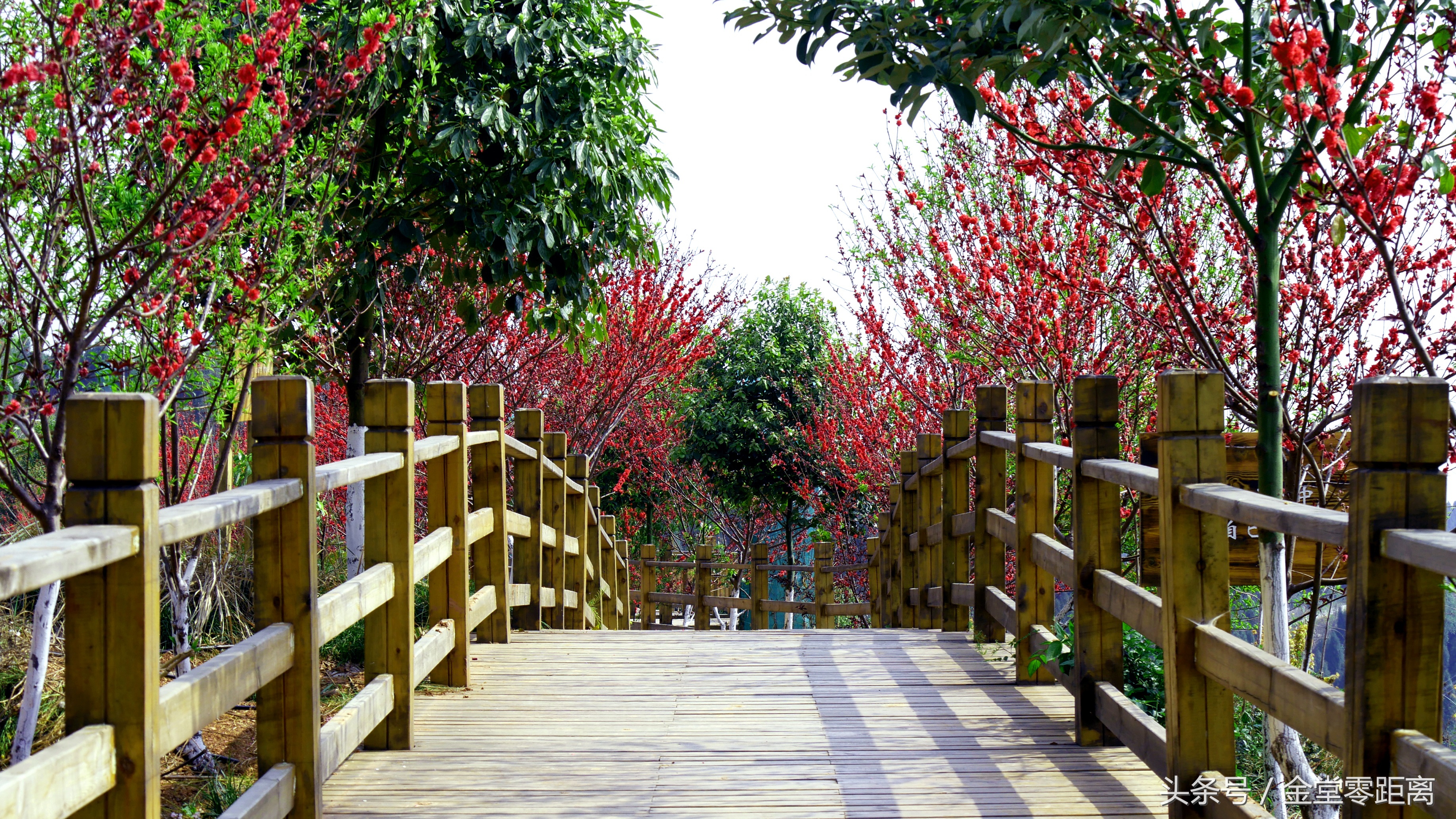 金堂玉皇山生态康养,金堂县玉皇养生谷详细介绍