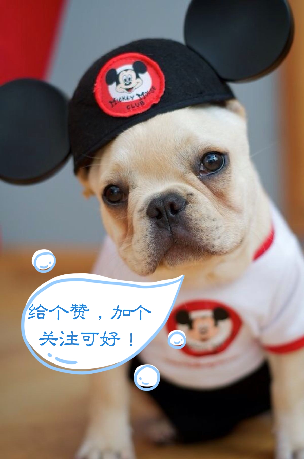 教你如何鉴定狗狗是否发情！