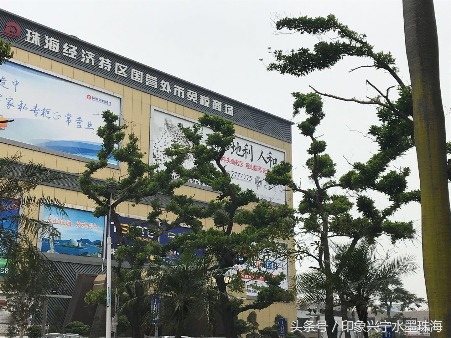 你见过绿宝树开花吗,宝宝树长什么样子