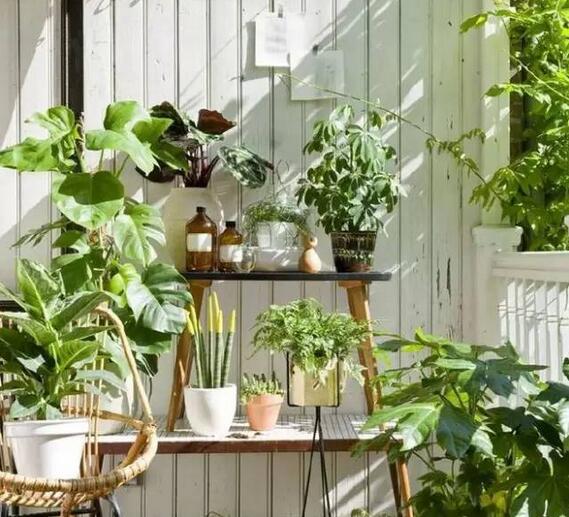 什么绿植吸甲醛比较好,什么绿植吸甲醛特别好