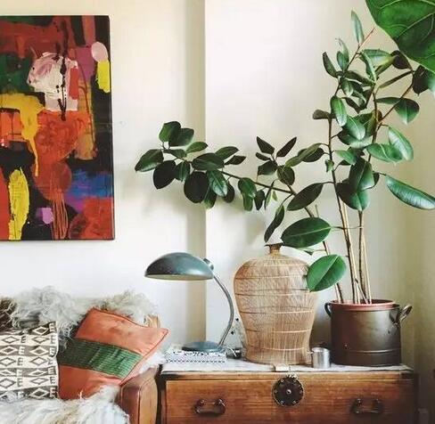 什么绿植吸甲醛比较好,什么绿植吸甲醛特别好