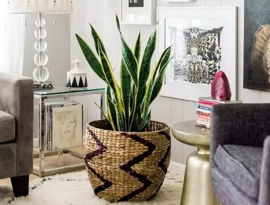 什么绿植吸甲醛比较好,什么绿植吸甲醛特别好