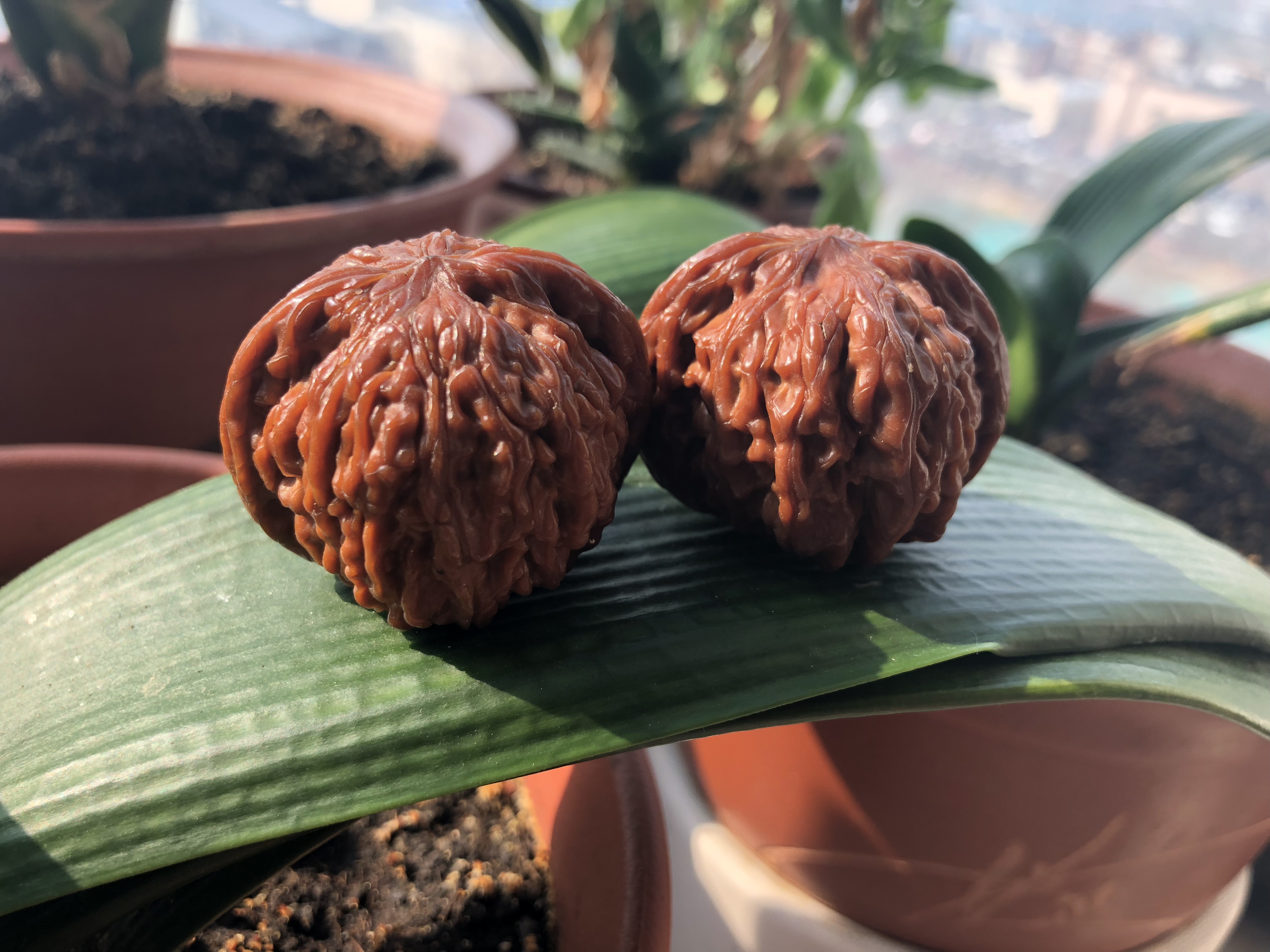 文玩核桃磕尖还能玩吗图片,文玩核桃不小心打碎了