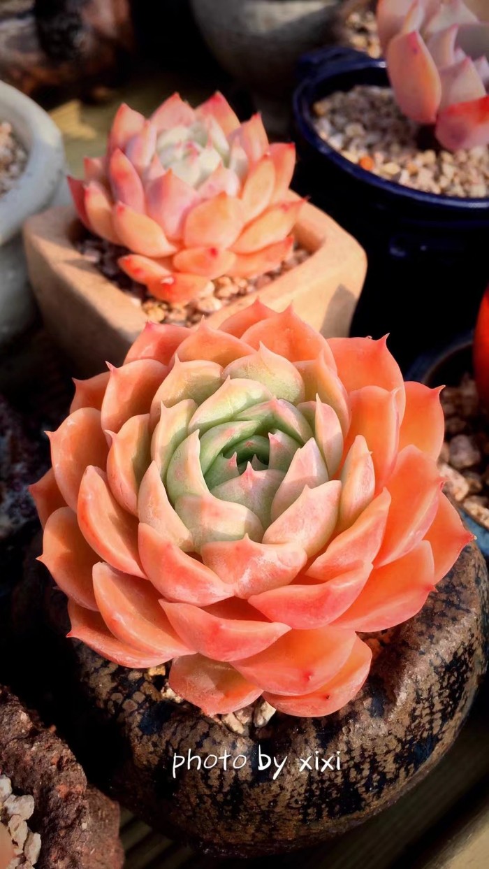 多肉种植的一些常见问题,多肉虹之玉锦的种植方法