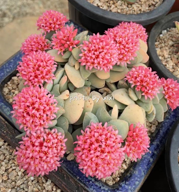 多肉种植的一些常见问题,多肉虹之玉锦的种植方法