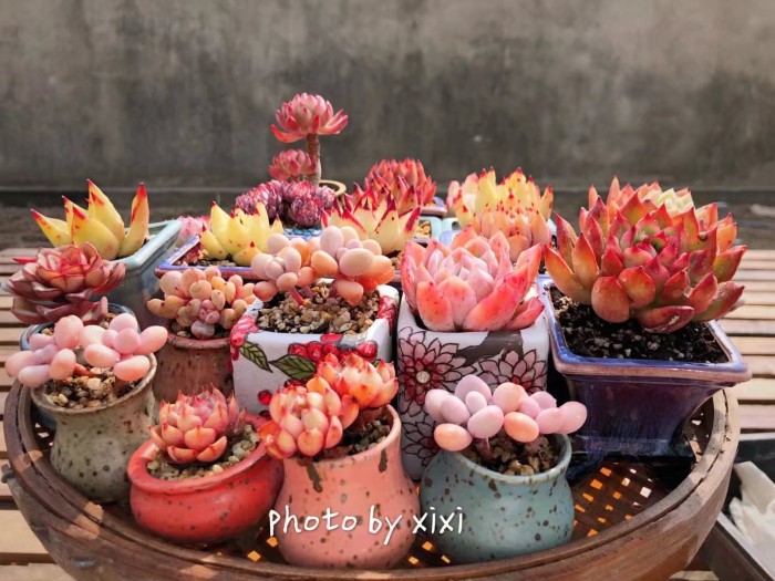 多肉种植的一些常见问题,多肉虹之玉锦的种植方法