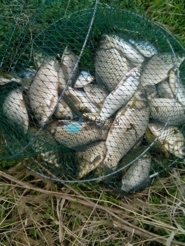 钓鱼大师谈野钓,悠仙钓鱼视频全集