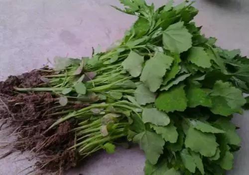 余庆野菜,余庆好吃的推荐