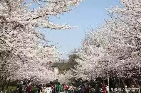 南京赏花季攻略,南京春季赏花时间