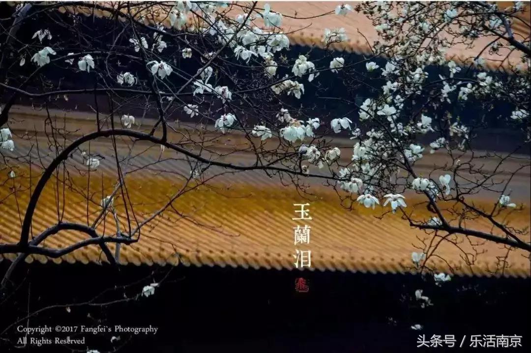 南京赏花季攻略,南京春季赏花时间