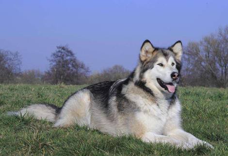 想养狗怕咬人,想养狗怕脏