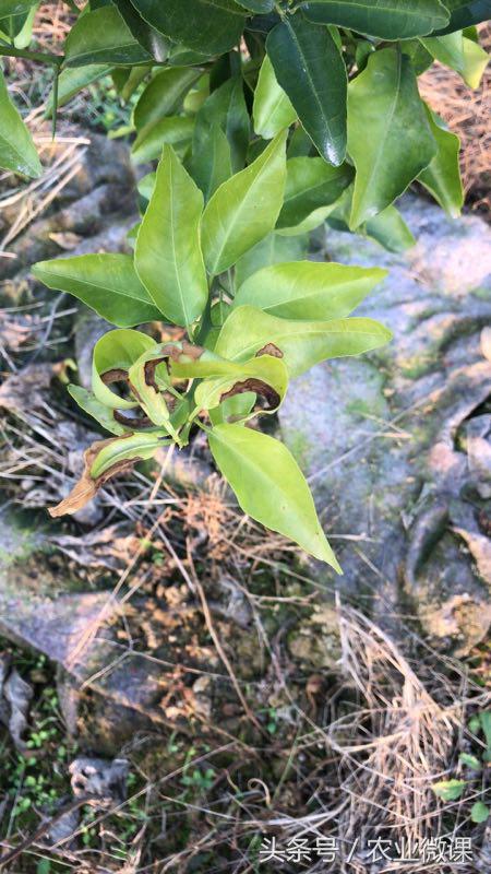 柑橘炭疽病怎样防治,柑橘炭疽病防治最佳方法