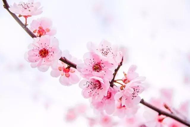 12处桃花源，为河南最美的春天代言，你认为怎样？欢迎添加