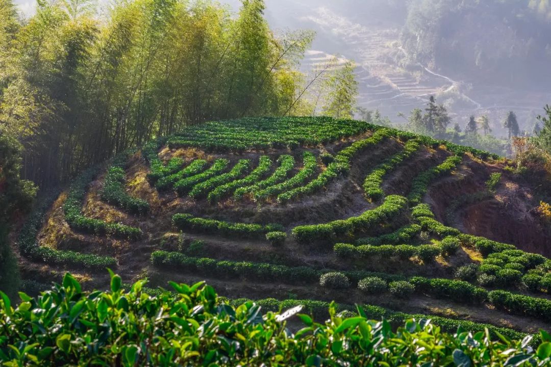 柘荣黄柏景点,柘荣黄柏村旅游攻略
