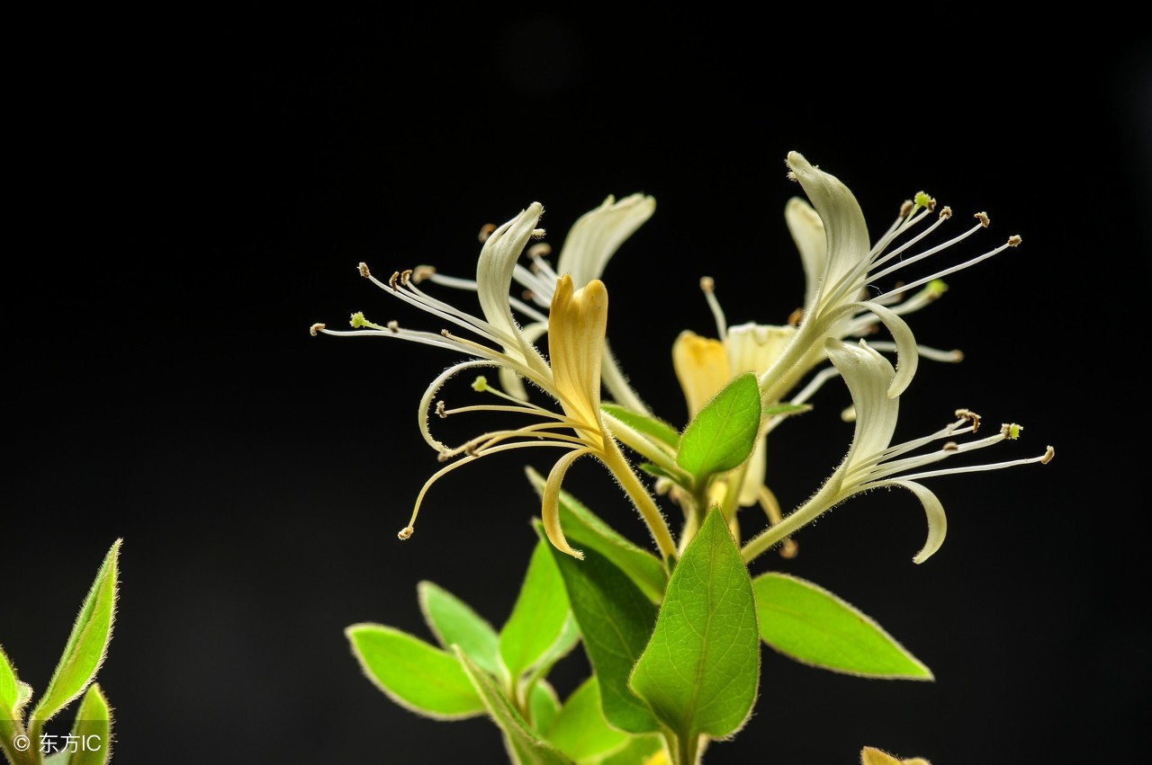 家庭常备中药清单,儿童家庭常备小中药