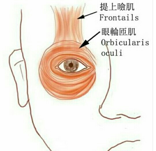 眼皮跳是左眼跳财还是右眼跳灾,眼皮跳右眼跳有什么办法治