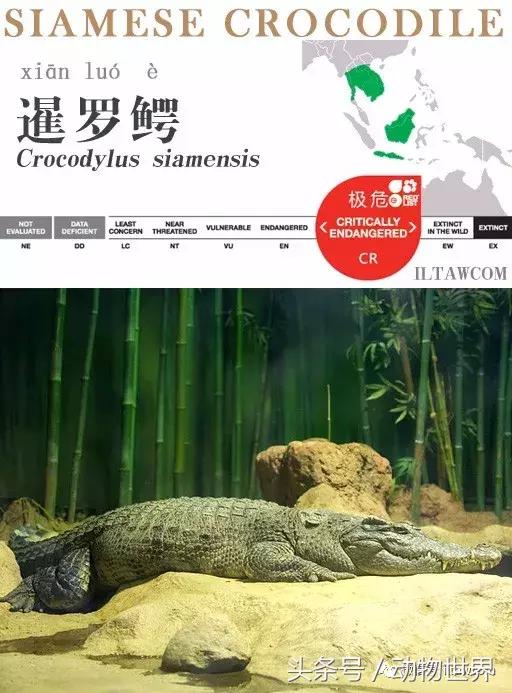 扬子鳄被称为古老的爬行动物,新生代爬行动物巨鳄