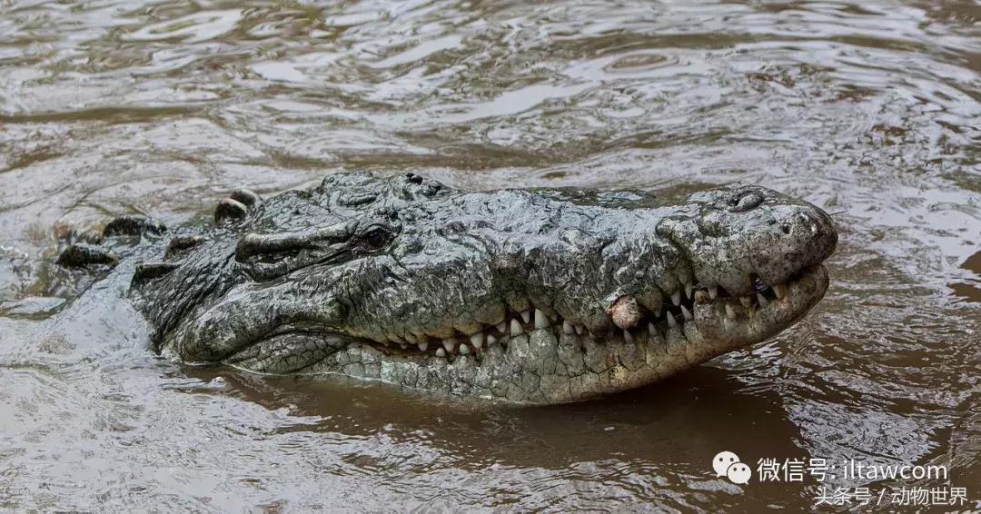 扬子鳄被称为古老的爬行动物,新生代爬行动物巨鳄