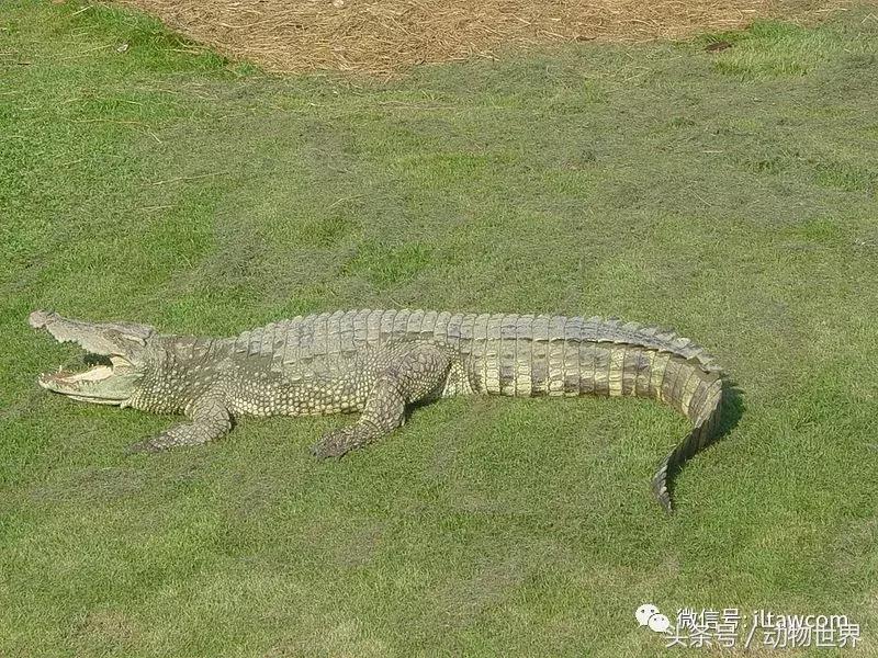 扬子鳄被称为古老的爬行动物,新生代爬行动物巨鳄